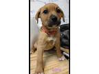 Adopt Alana Drive Lexie a Tan/Yellow/Fawn Boxer / Mountain Cur / Mixed dog in