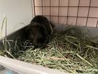 Adopt Frazzle a Guinea Pig small animal in Abbotsford, BC (39091953)