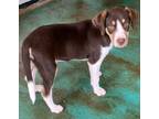 Adopt Luna a Mixed Breed (Medium) / Mixed dog in Duncan, OK (39081755)