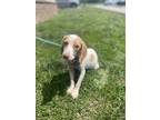 Adopt Bones a Tricolor (Tan/Brown & Black & White) Beagle / Mixed dog in