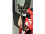 Adopt Zelda a All Black Domestic Shorthair / Mixed (short coat) cat in Dickson