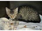 Adopt Wendy a Spotted Tabby/Leopard Spotted American Shorthair / Mixed cat in