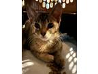 Adopt Pearl a Spotted Tabby/Leopard Spotted Domestic Mediumhair / Mixed cat in