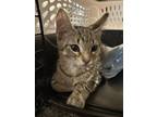 Adopt Sailor a Spotted Tabby/Leopard Spotted Domestic Mediumhair / Mixed cat in