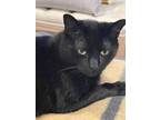 Adopt Foofoo a All Black American Shorthair / Mixed (short coat) cat in Swansea