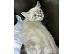Adopt Peter a Spotted Tabby/Leopard Spotted Domestic Longhair / Mixed cat in
