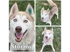 Adopt Stormy a Siberian Husky / Mixed dog in Pierceton, IN (39139684)