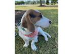 Adopt Princess Leia Organa a Basset Hound / Mixed Breed (Medium) / Mixed dog in