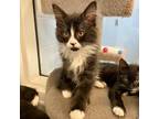 Adopt Sonny a Domestic Mediumhair / Mixed cat in Kamloops, BC (39140876)