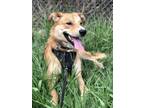 Adopt Finn a Tan/Yellow/Fawn Shepherd (Unknown Type) / Border Collie / Mixed dog