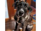 Adopt Strider - FOSTER NEEDED a Black Shepherd (Unknown Type) / Labrador