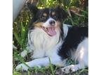 Adopt Vampire Blood a White - with Tan, Yellow or Fawn Papillon / Mixed dog in