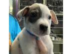 Adopt Ollie a White - with Tan, Yellow or Fawn Pit Bull Terrier / Mixed dog in