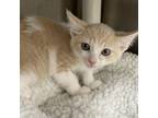 Adopt Scrappie Doo a Tan or Fawn Tabby Domestic Shorthair / Mixed cat in