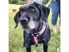 Adopt Tooti a Black Labrador Retriever / German Wirehaired Pointer / Mixed dog