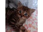 Adopt Krusti a Brown or Chocolate Domestic Shorthair / Mixed cat in Auburn