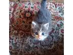 Adopt Dusti a Gray or Blue Domestic Shorthair / Mixed cat in Auburn