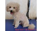 Adopt Abel 9377 a Tan/Yellow/Fawn Bichon Frise / Mixed Breed (Small) / Mixed dog