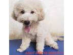 Adopt Adam 4426 a Tan/Yellow/Fawn Bichon Frise / Mixed Breed (Small) / Mixed dog