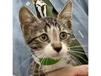 Adopt Moth a Gray or Blue American Shorthair / Mixed cat in Riverwoods