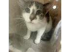 Adopt Baby Girl a Gray or Blue Domestic Shorthair / Mixed cat in Philadelphia