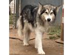 Adopt Arty (Artemis) a Black Alaskan Malamute / Mixed dog in Sand Springs