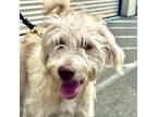 Adopt HONEY a Tan/Yellow/Fawn Terrier (Unknown Type, Small) / Poodle (Standard)