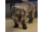 Adopt Margaret a Gray/Silver/Salt & Pepper - with Black Shih Tzu / Mixed dog in