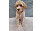 Adopt Dawn a Tan/Yellow/Fawn Poodle (Standard) / Mixed dog in Chicago