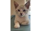 Adopt Tippi a Siamese (short coat) cat in Parlier, CA (39132968)