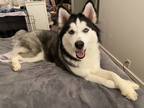 Adopt Maya a Black - with White Husky / Mixed dog in Dublin, CA (39147214)