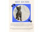 Adopt Adonis a Russian Blue / Mixed (short coat) cat in New Orleans