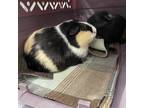 Adopt Plum a Guinea Pig small animal in Delaware, OH (39127844)