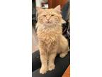 Adopt Mincent Mango a Orange or Red Tabby Norwegian Forest Cat / Mixed (long
