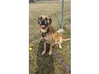 Adopt Simba a Mastiff / Mixed dog in Richmond, IN (39101492)