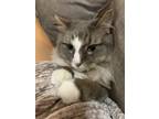 Adopt Silvey a Gray, Blue or Silver Tabby Norwegian Forest Cat / Mixed (long