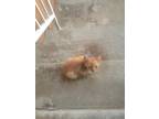 Adopt Little orange kitty a Orange or Red Tabby / Mixed (short coat) cat in Los