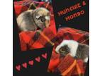 Adopt Mondo Bonded to Munchie a Guinea Pig small animal in Quakertown