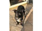 Adopt Olivia a Corgi dog in Windsor, CO (39111873)