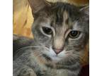 Adopt Anne - Chino Hills Location a Gray or Blue Domestic Shorthair / Mixed cat