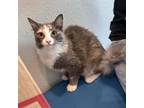 Adopt Atzi a Calico or Dilute Calico Domestic Shorthair / Mixed cat in Midland