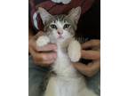 Adopt Lucy a Brown Tabby Domestic Shorthair / Mixed (short coat) cat in Davis