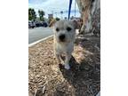 Adopt Toby a Tan/Yellow/Fawn Brussels Griffon / Cairn Terrier / Mixed dog in