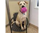 Adopt Rangoon a Tan/Yellow/Fawn Labrador Retriever / Mixed dog in Tempe