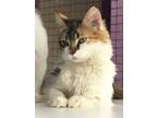 Adopt Autumn a Domestic Mediumhair / Mixed cat in Chilliwack, BC (39146864)