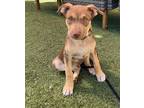 Adopt Cooper a Brown/Chocolate - with Tan Pit Bull Terrier dog in Pleasant Hill