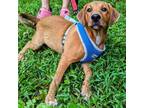 Adopt Ginger a Beagle / Mixed dog in Nashville, TN (39146897)