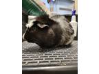 Adopt Mr Nibbles a Guinea Pig small animal in Lincoln, NE (39096806)