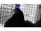 Adopt a Chicken bird in Lincoln, NE (39146856)