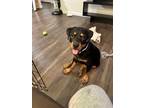 Adopt Aya a Black - with Tan, Yellow or Fawn Rottweiler / Mixed dog in Saint